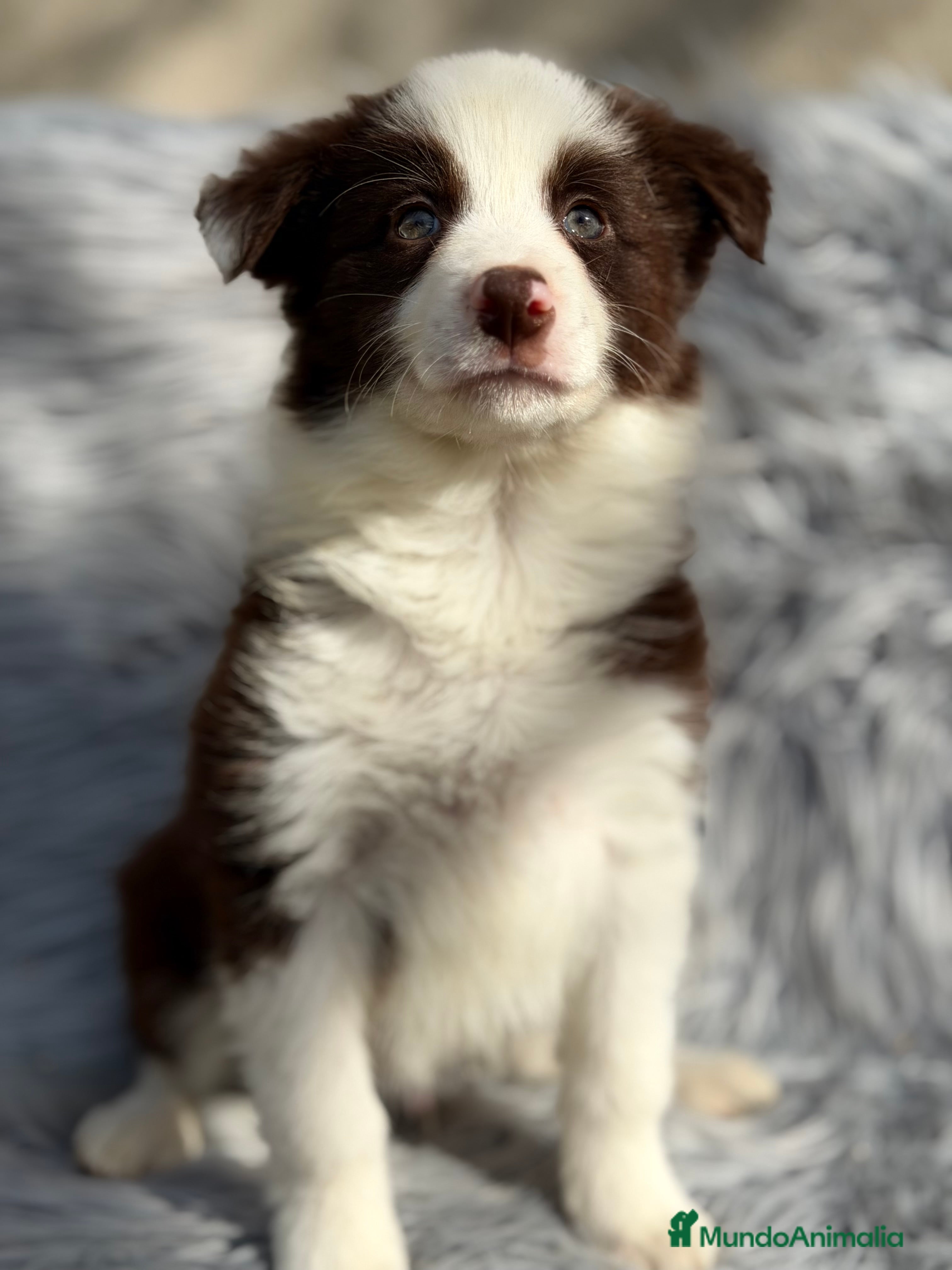 Border Collie perros Border collie  - Anuncio 1