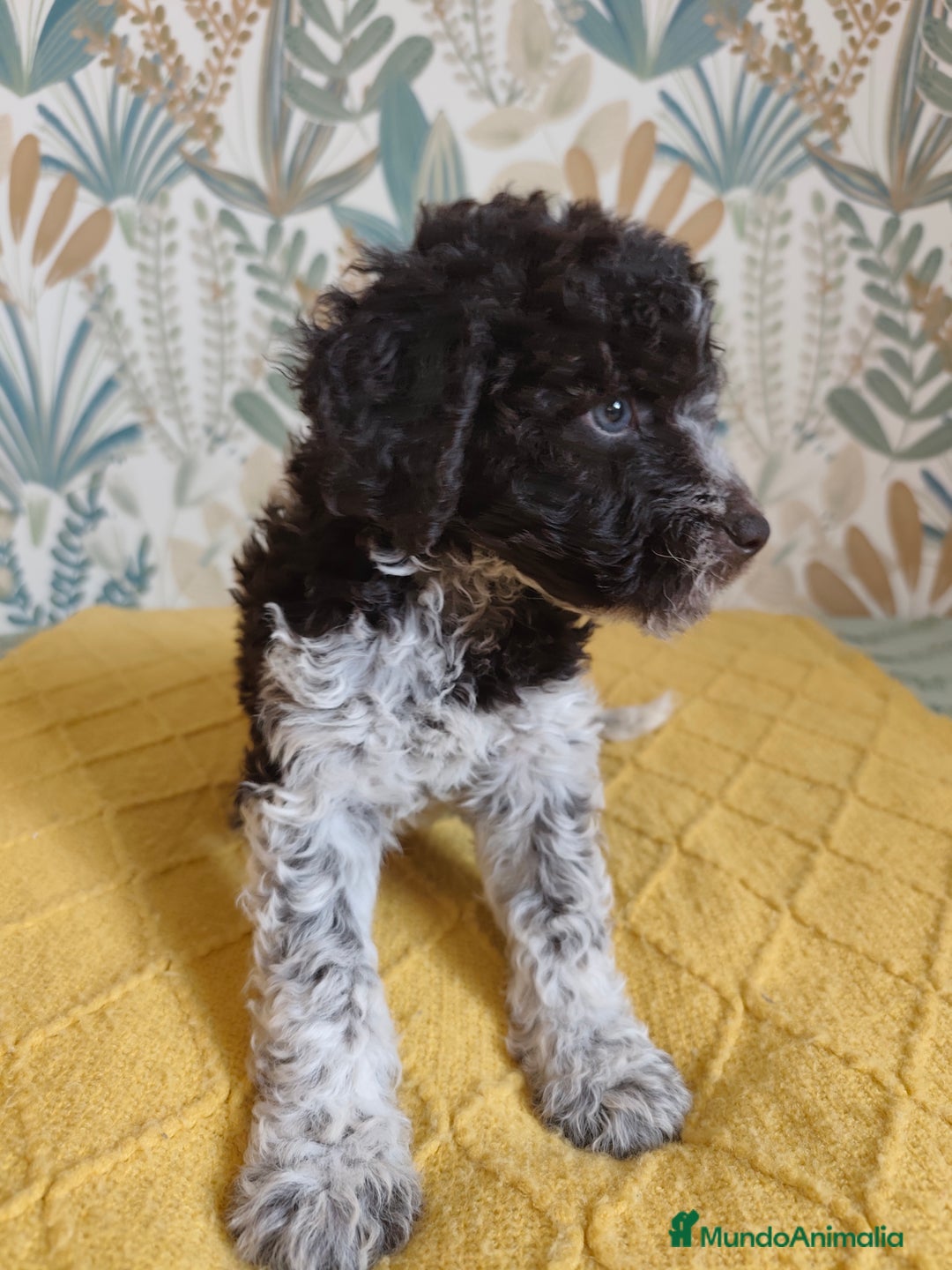 Perro de Agua Español perros en venta: Espectacular perro de aguas - Imagen 4