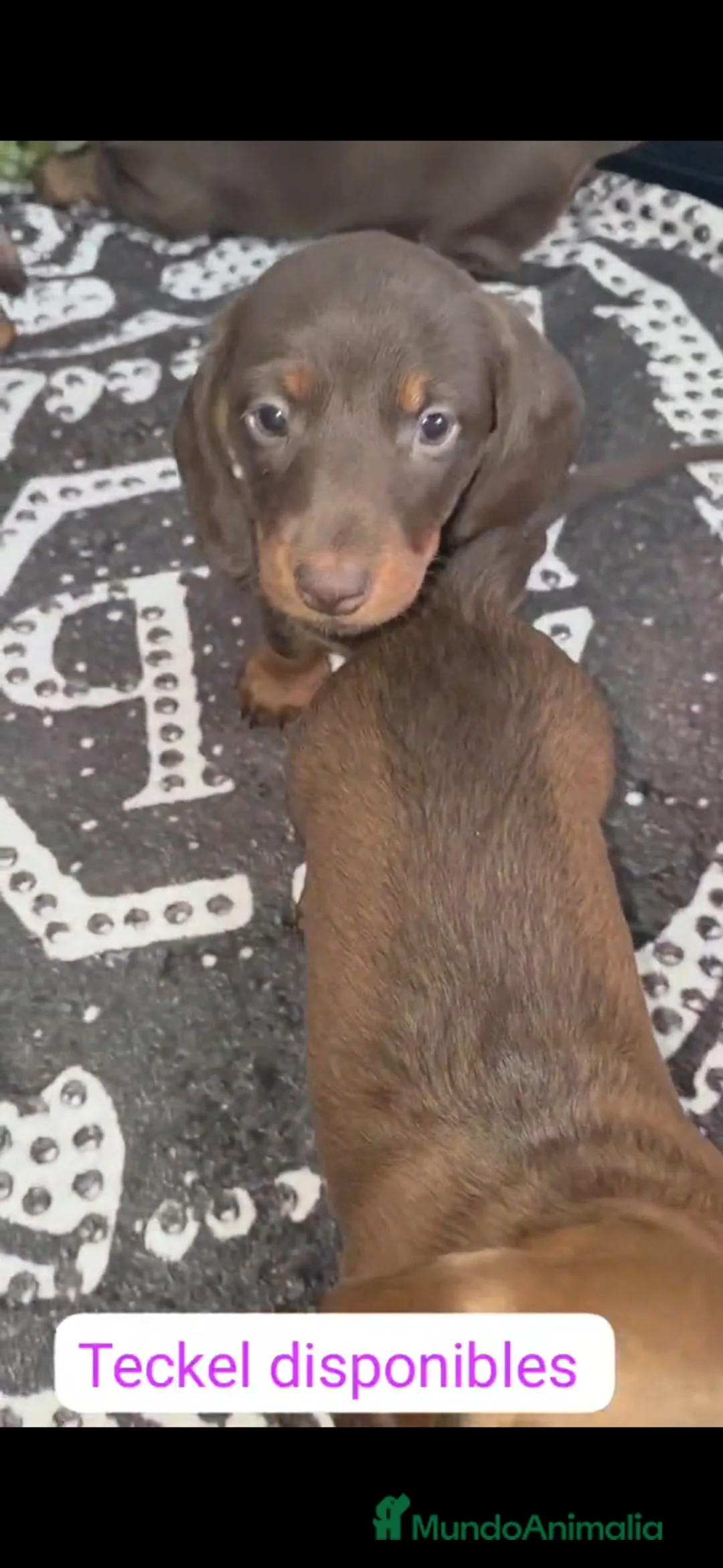 Teckel Miniatura perros en venta: Preciosos teckel - Anuncio 2