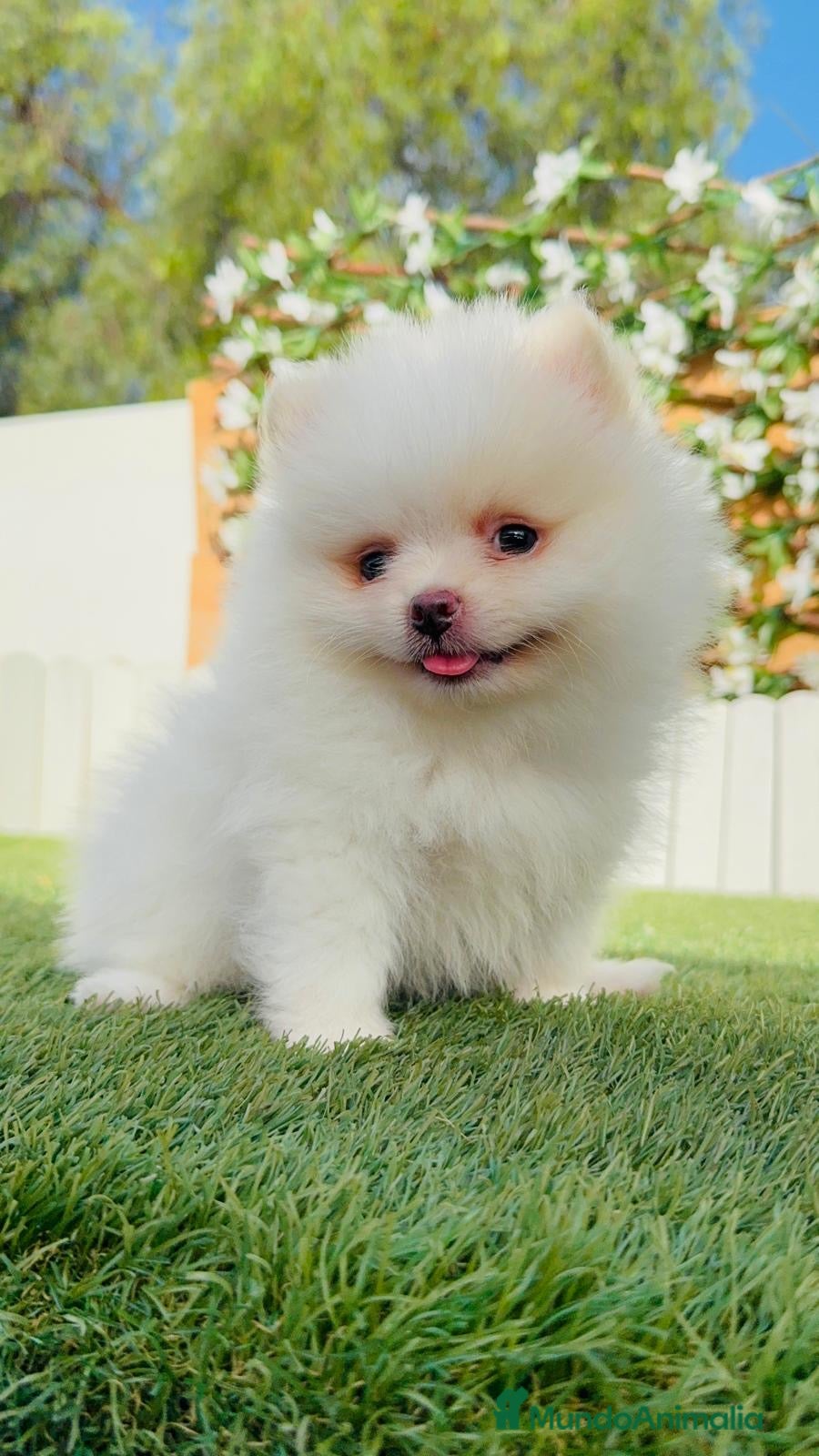 Pomerania perros CAMADA POMERANIAS BLANCOS  - Anuncio 1
