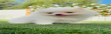 Pomerania 1