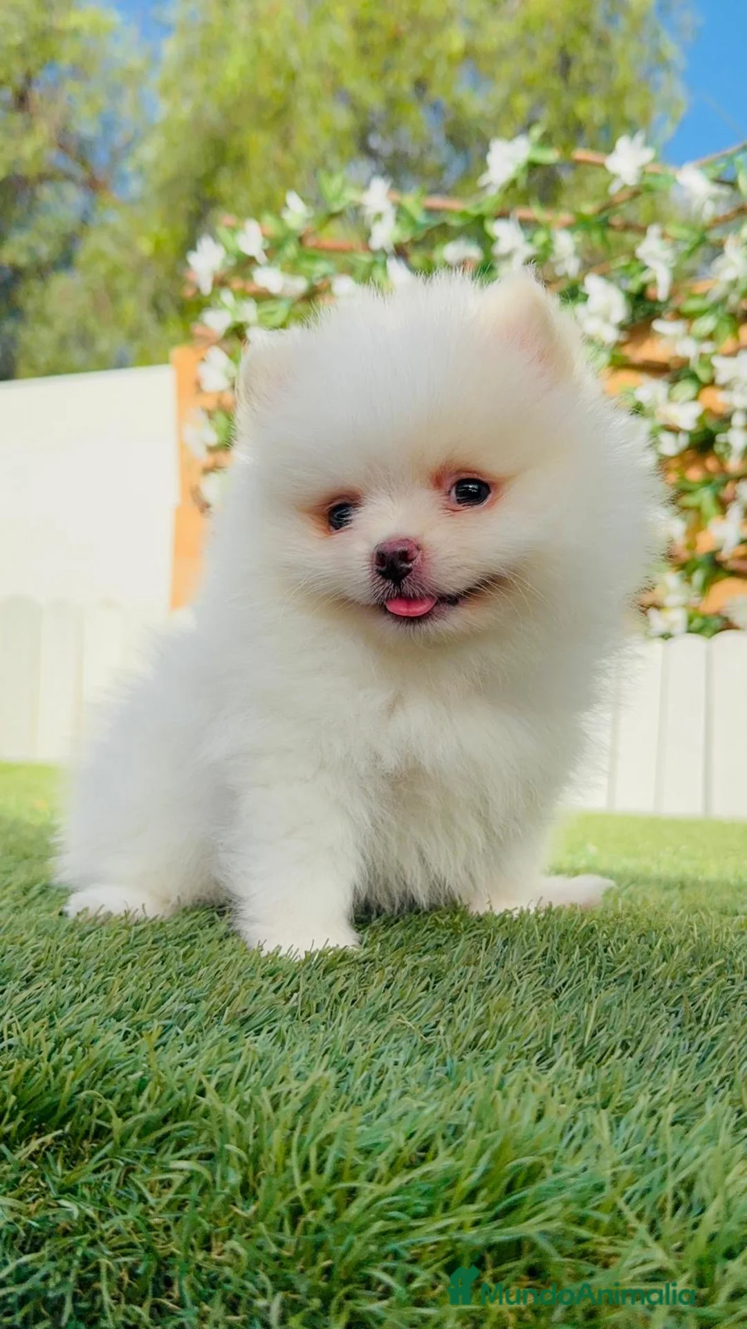 Pomerania perros en venta: CAMADA POMERANIAS BLANCOS  - Anuncio 1