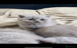 Británico de Pelo Corto gatos en venta: Cachorros British Shorthair  - Imagen 3
