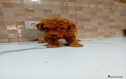 Caniche Enano perros en venta: Caniche pimentón y apricot  - Imagen 2