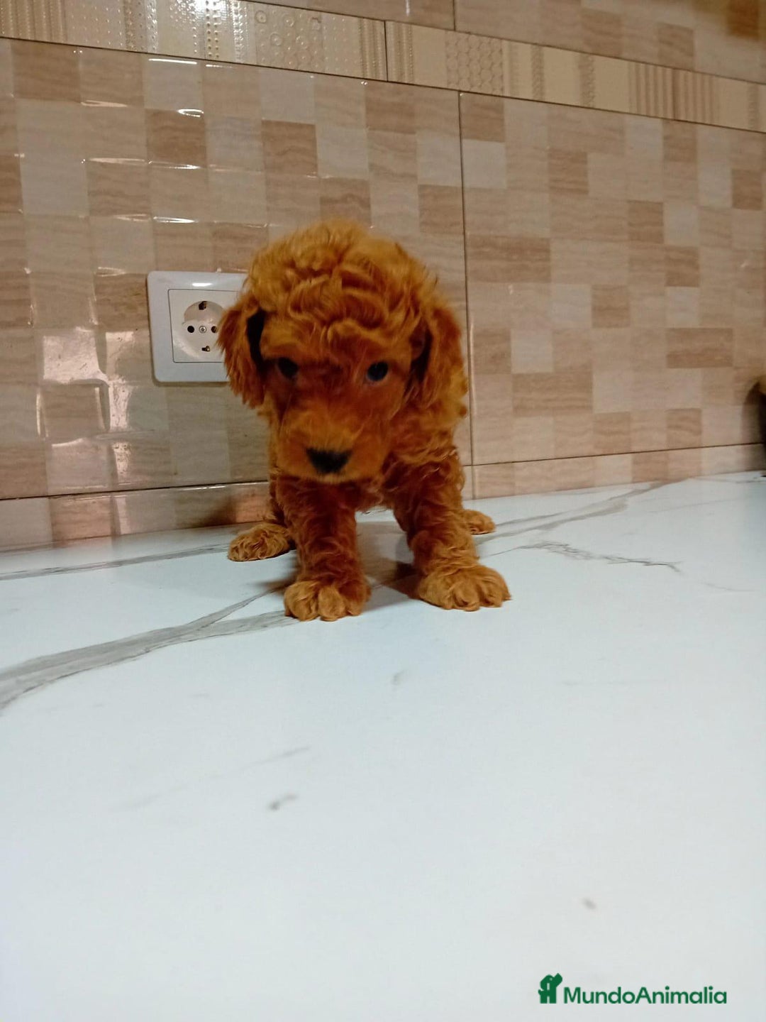 Caniche Enano perros en venta: Caniche pimentón y apricot  - Imagen 2
