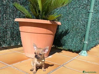 Chihuahua perros Chihuahuas toy en Barcelona - Anuncio 31