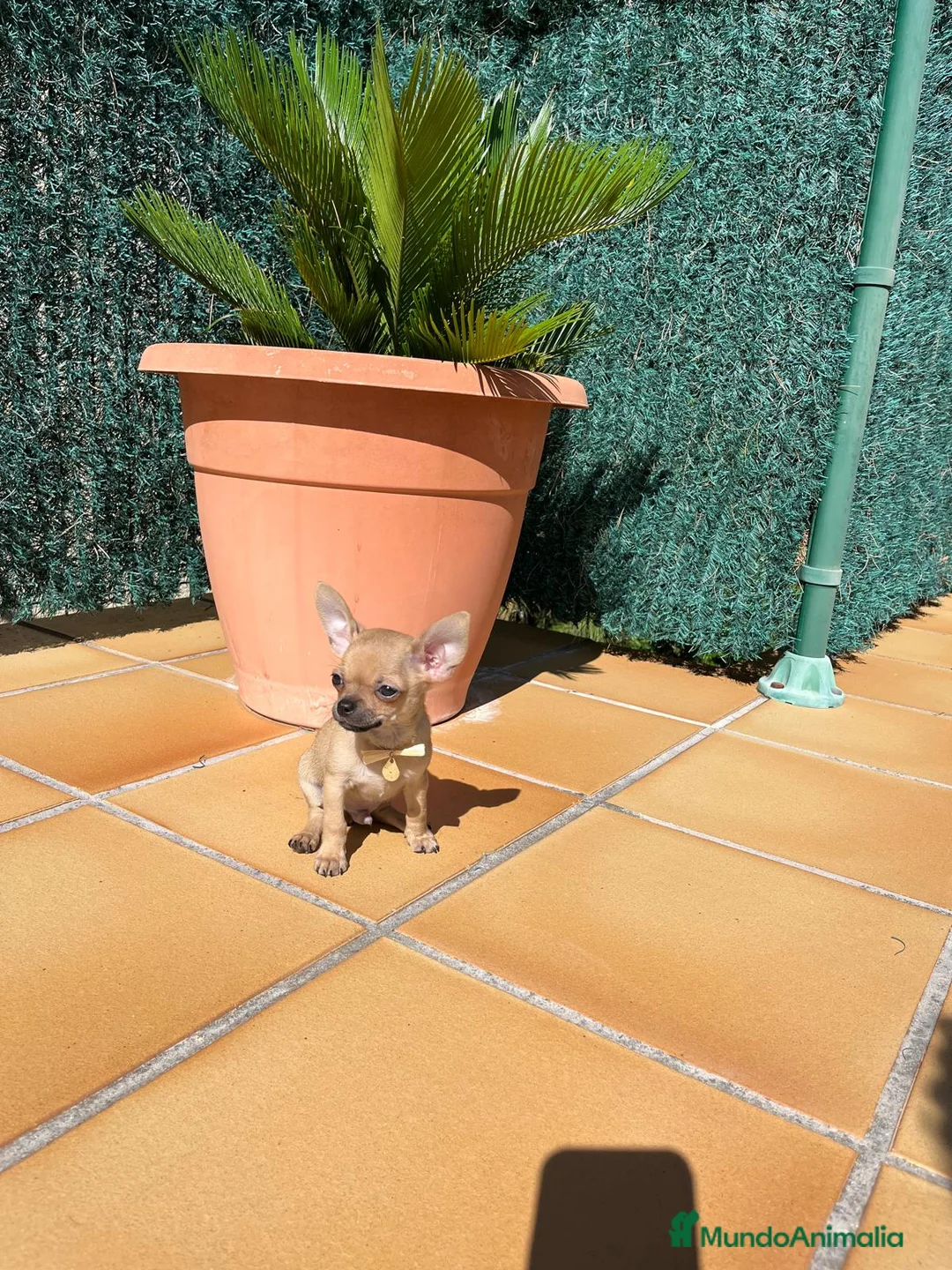 Chihuahua perros en venta: Chihuahuas toy  en Barcelona - Anuncio 1
