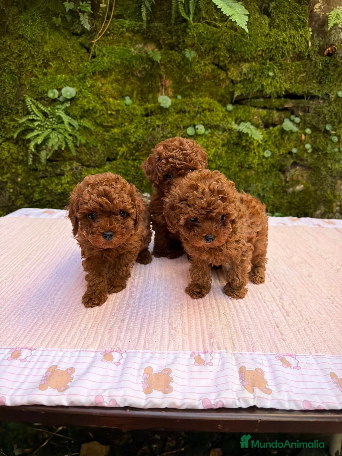 Caniche Toy perros Cachorros caniche toy asiáticos  - Anuncio 19