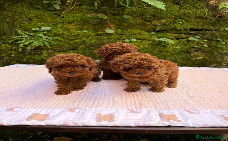 Caniche Toy perros Cachorros caniche toy asiáticos  - Anuncio 2