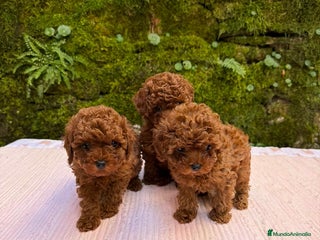 Caniche Toy perros Cachorros caniche toy asiáticos - Anuncio 2