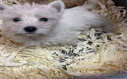 West Highland White Terrier perros en venta: WESTY - Imagen 1