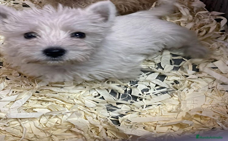 West Highland White Terrier perros - Propaganda 1