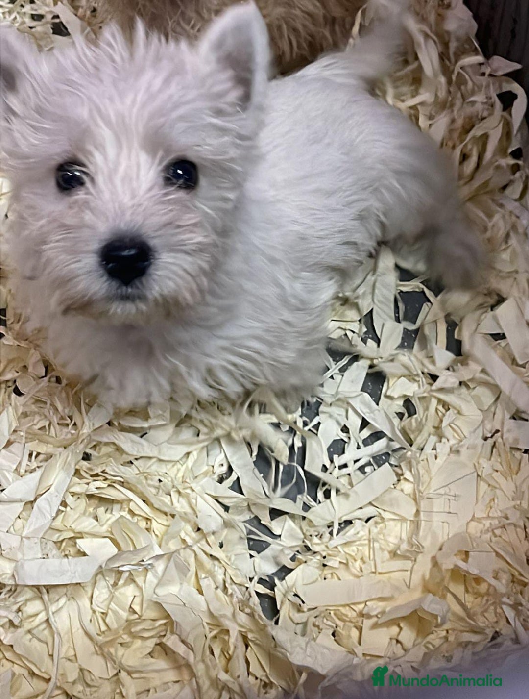West Highland White Terrier perros en venta: WESTY - Imagen 1