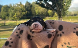 Saluki perros en venta: Camada de Salukis  - Imagen 2