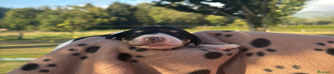 Saluki Cachorro 1