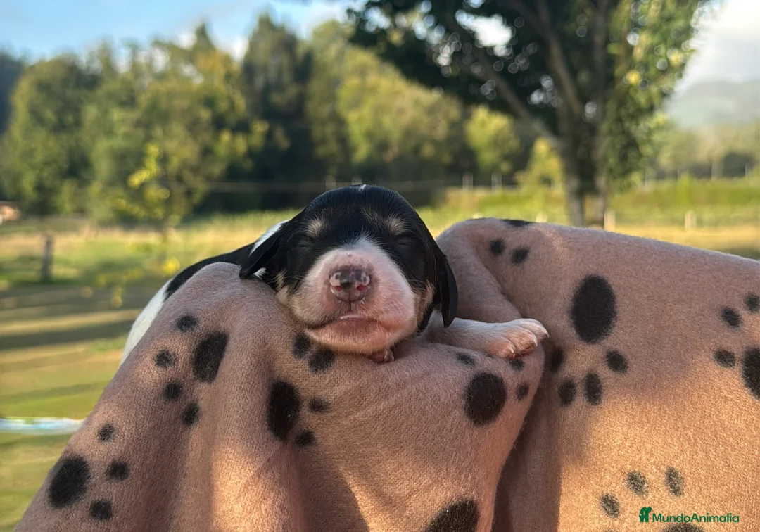 Saluki perros en venta: Camada de Salukis  - Anuncio 5