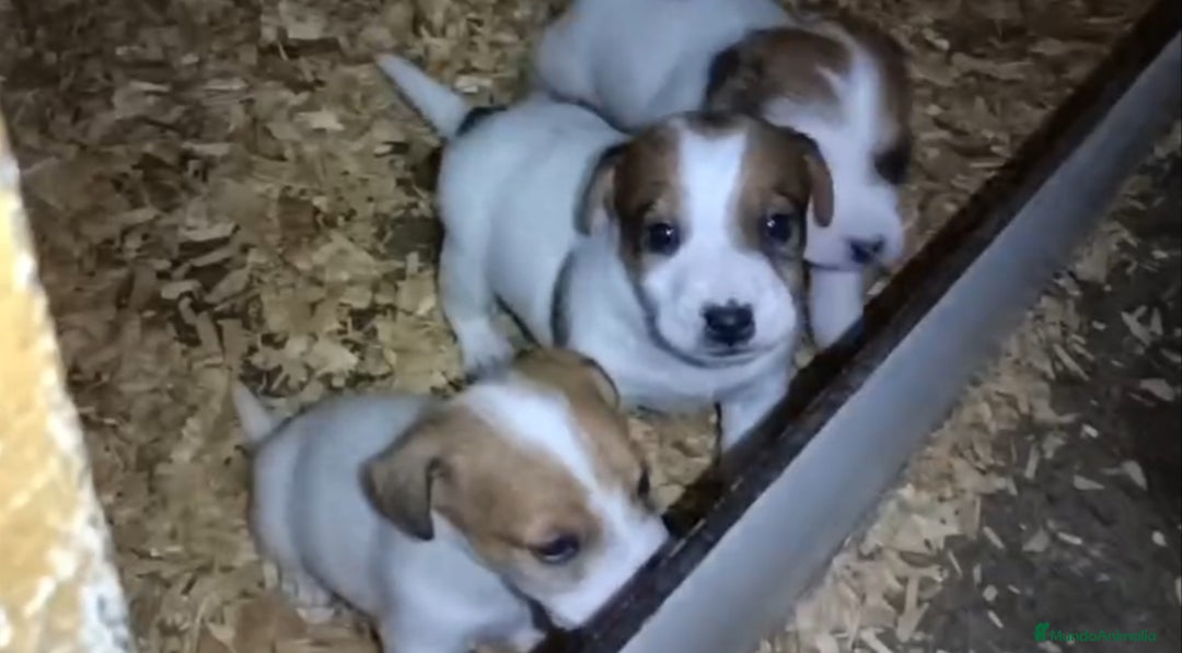 Jack Russell Terrier perros en venta: Cachorros de Jack Russell  - Anuncio 1