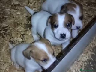 Jack Russell Terrier perros Cachorros de Jack Russell - Anuncio 1