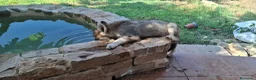 Perro Lobo Checoslovaco perros en venta: Preciosa hembra perro lobo - Anuncio 3