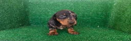 Teckel Miniatura perros en venta: Teckel miniatura  - Anuncio 16