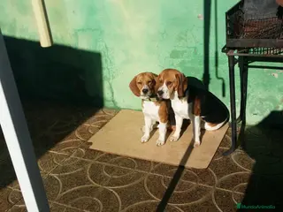 Beagle perros Beagle - Anuncio 2