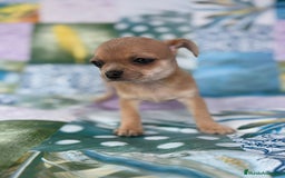 Chihuahua perros en venta: Chihuahua toy - Imagen 7