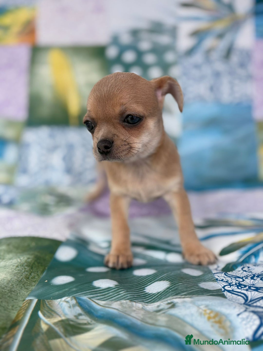 Chihuahua perros en venta: Chihuahua toy - Imagen 7