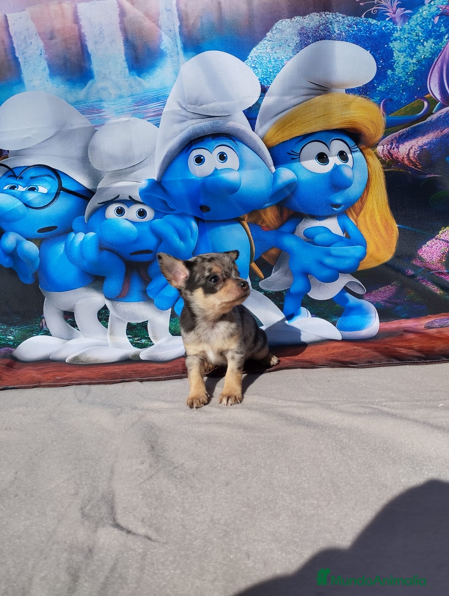 Chihuahua perros Chihuahuas toy y mini toy cabeza de manzana  - Anuncio 15