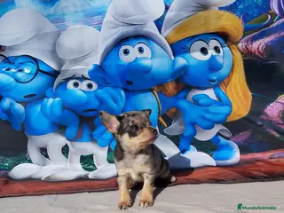 Chihuahua perros Chihuahuas toy y mini toy cabeza de manzana - Anuncio 3