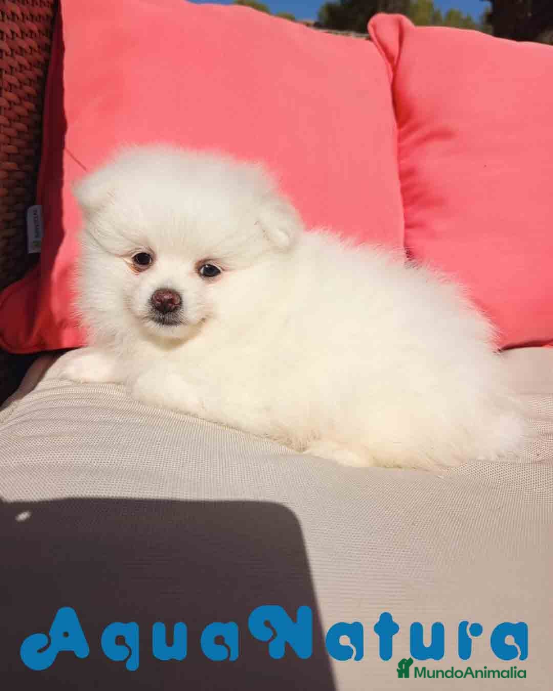 Pomerania perros en venta: Pomerania Hembra 1 de Grana y Pompom AQUANATURA - Imagen 5