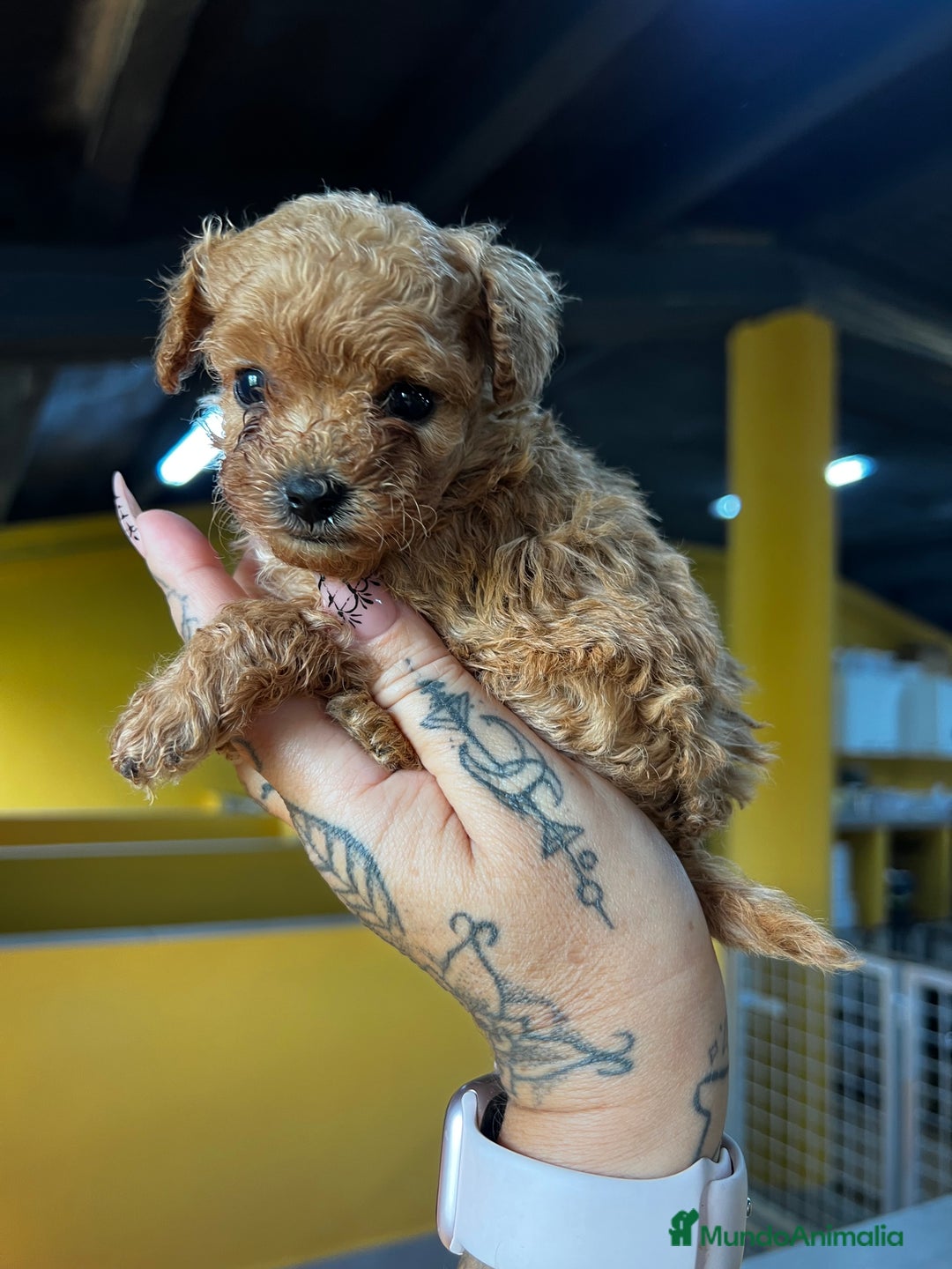 Caniche Toy perros en venta: Caniche Teacup  - Imagen 1