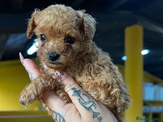 Caniche Toy perros - Anuncio 40