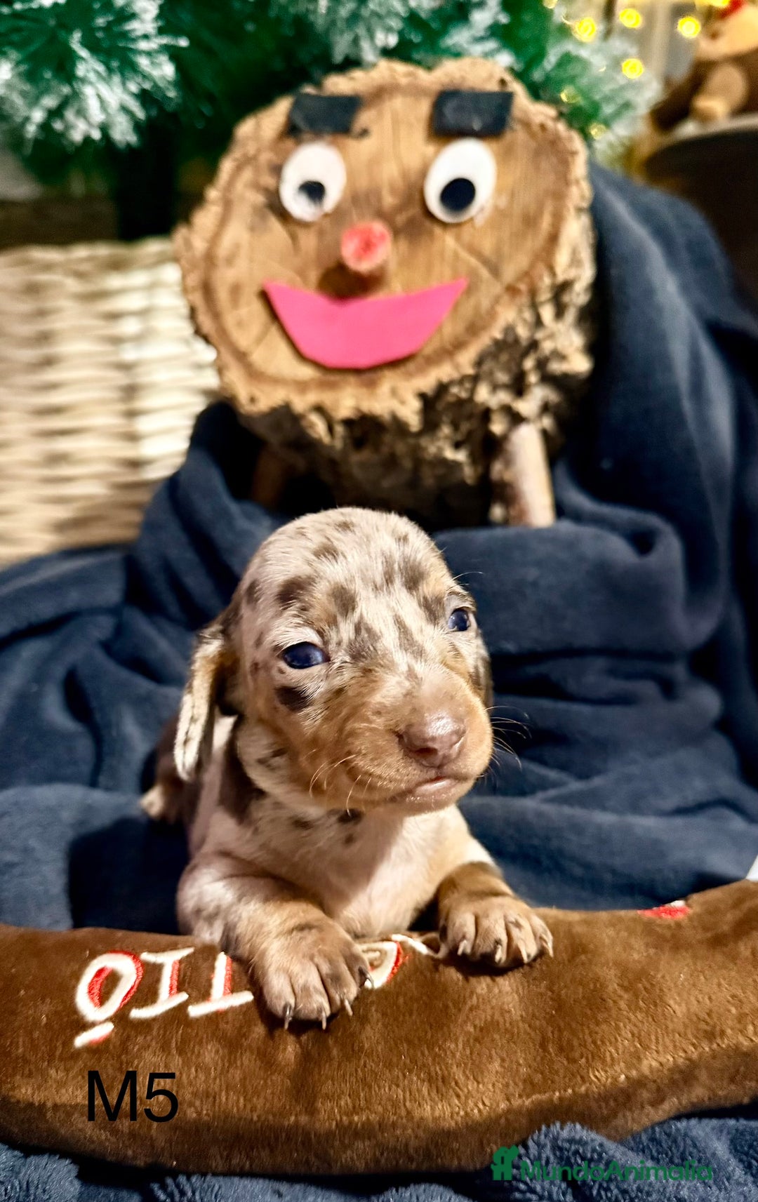 Teckel perros en venta: CAMADA DE TECKEL - Anuncio 3