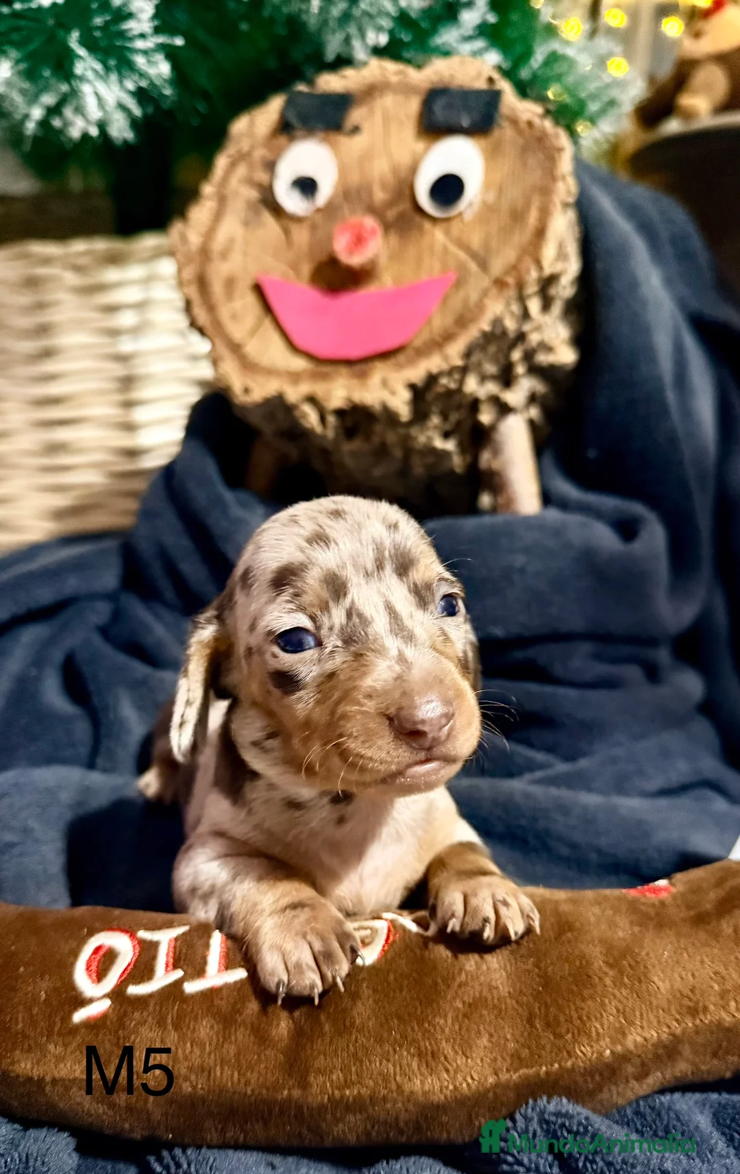 Teckel perros en venta: CAMADA DE TECKEL - Anuncio 4