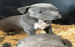 American Staffordshire-Terrier perros en venta: American Stanford, mis pequeños - Imagen 28