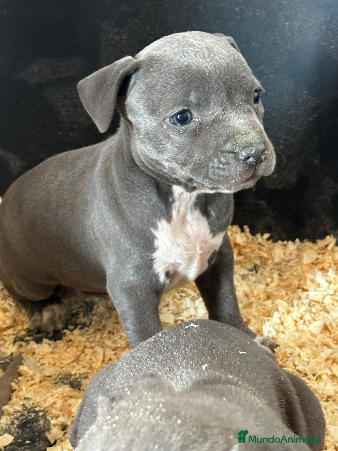 American Staffordshire-Terrier perros en venta: American Stanford, mis pequeños - Imagen 28