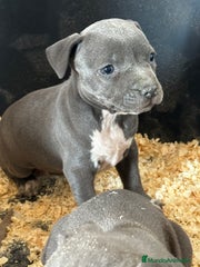 American Staffordshire-Terrier Cachorro 9