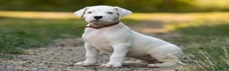 Dogo Argentino perros en venta: DOGO ARGENTINO CACHORROS  - Anuncio 5