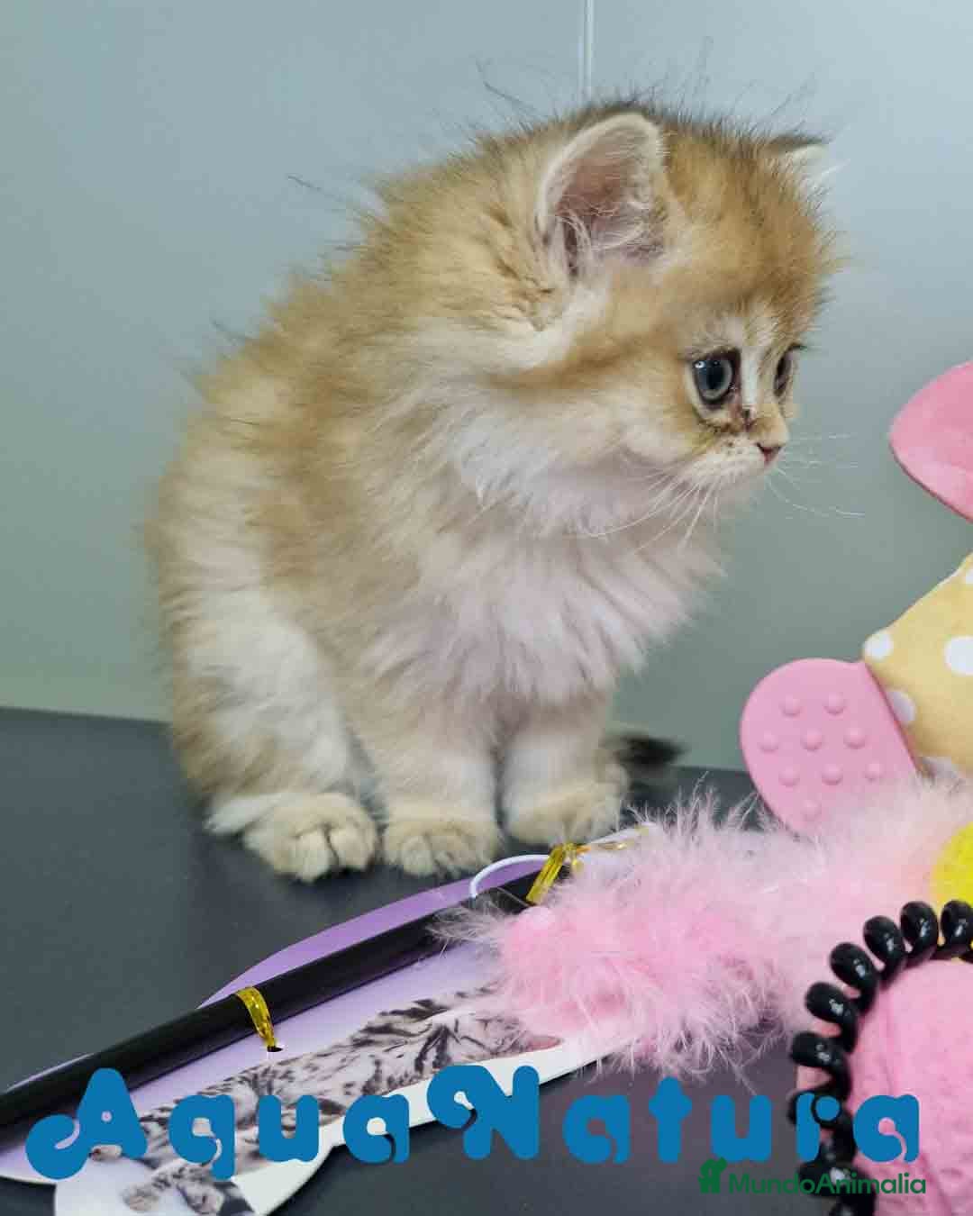 Británico de Pelo Largo gatos en venta: British Longhair Hembra 4516 AQUANATURA - Imagen 8