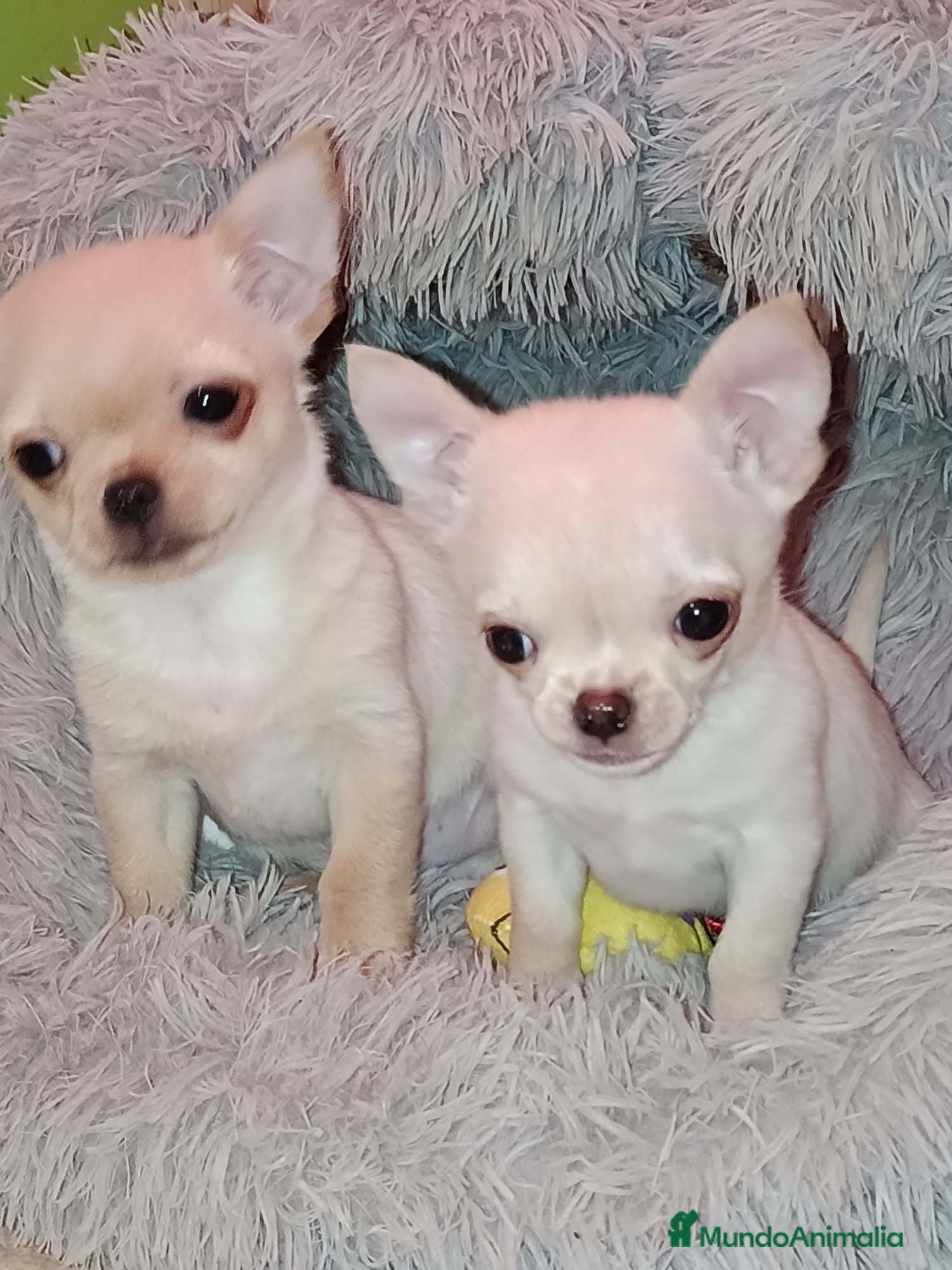 Chihuahua perros Disponible 2 Machos - Anuncio 1