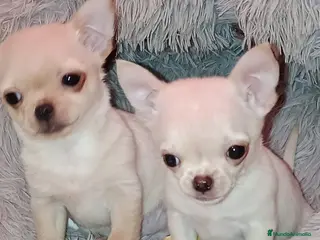 Chihuahua perros Disponible 2 Machos - Anuncio 1