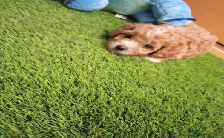 Maltipoo perros - Anuncio 2
