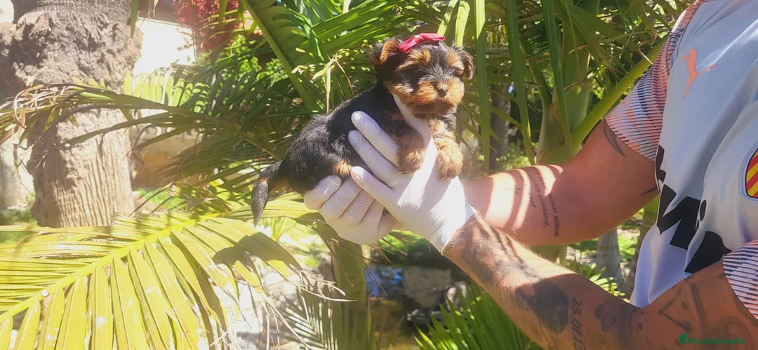 Yorkshire Terrier perros en venta: Precioso yorkshire terrier machito!! - Anuncio 4
