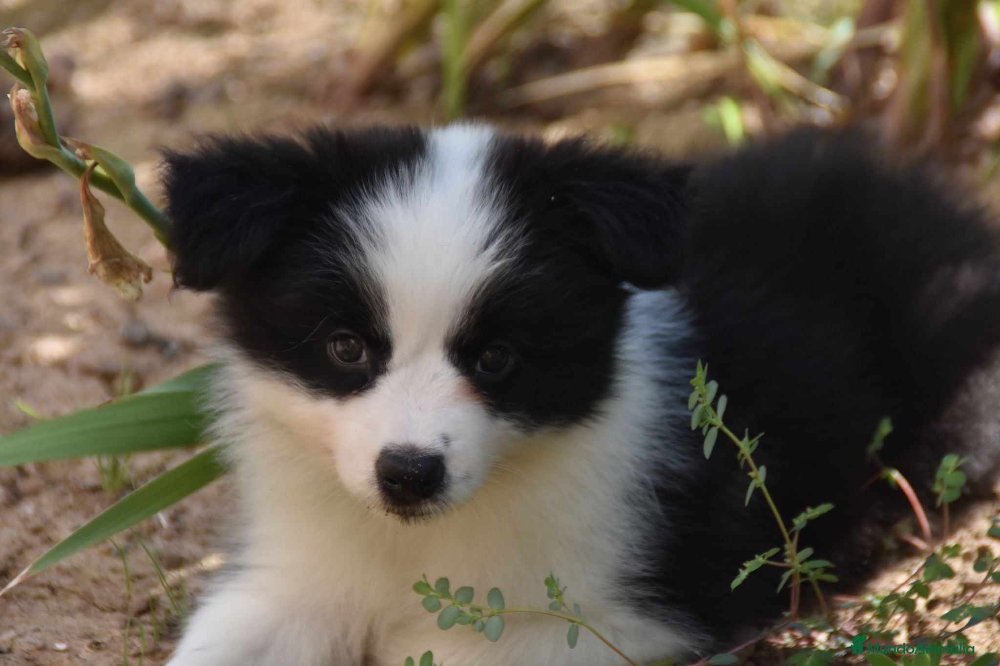 Border Collie perros Cachorros de Border Collie disponibles - Anuncio 2