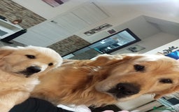 Golden Retriever perros en venta: PRECIOSOS GOLDEN RETRIEVER  - Imagen 7