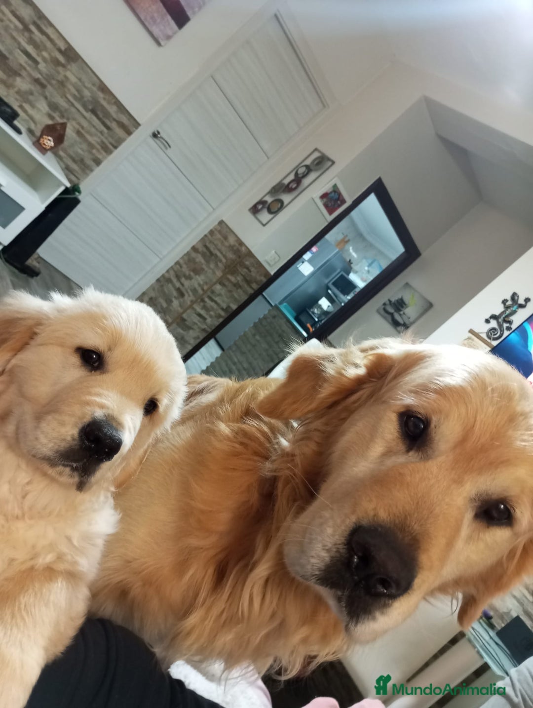 Golden Retriever perros en venta: PRECIOSOS GOLDEN RETRIEVER  - Imagen 7