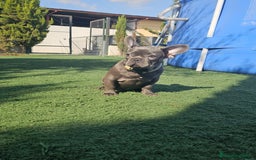 Bulldog Francés perros en venta: Bulldog francés blue  - Imagen 5