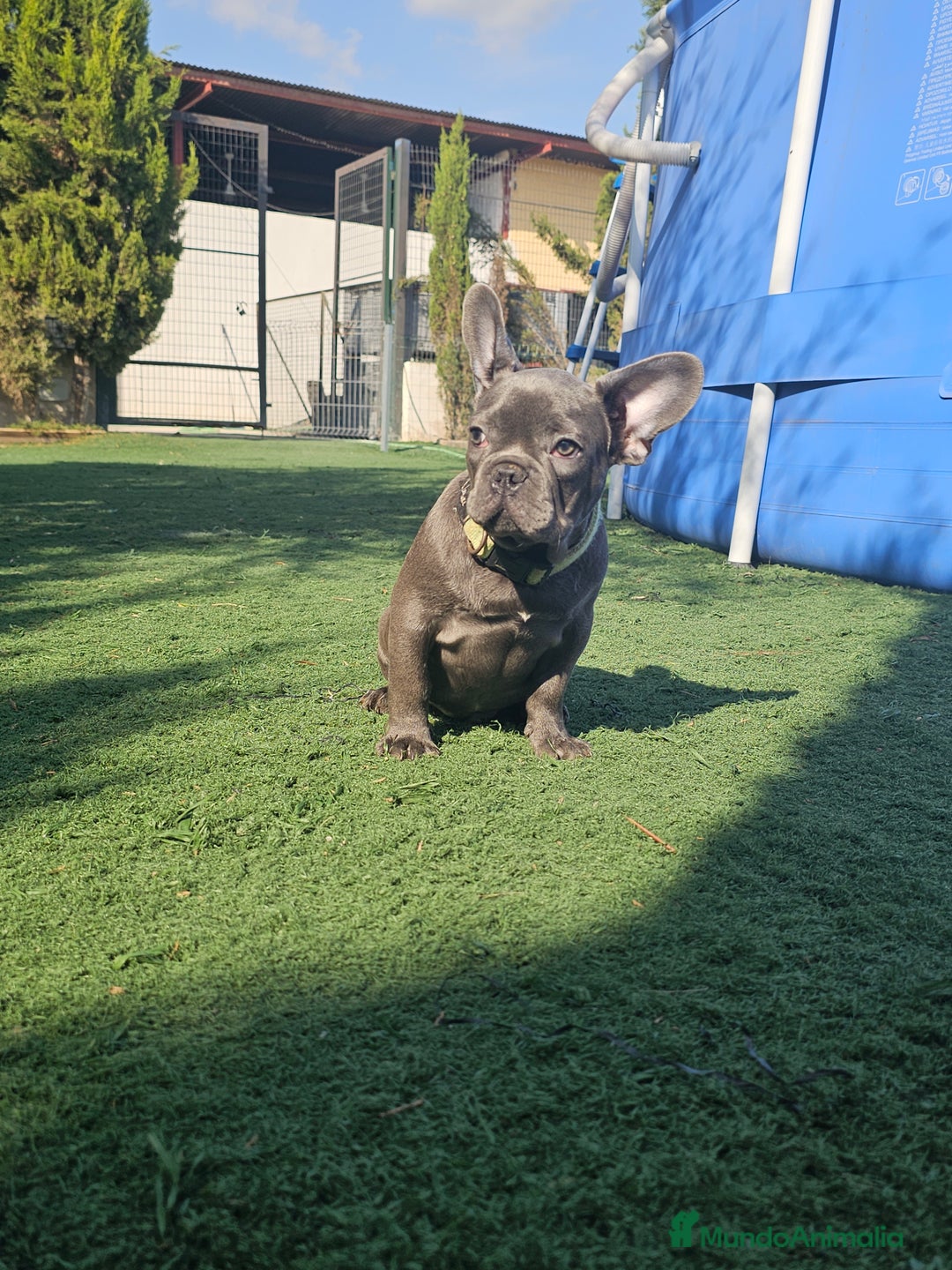 Bulldog Francés perros en venta: Bulldog francés blue  - Imagen 5