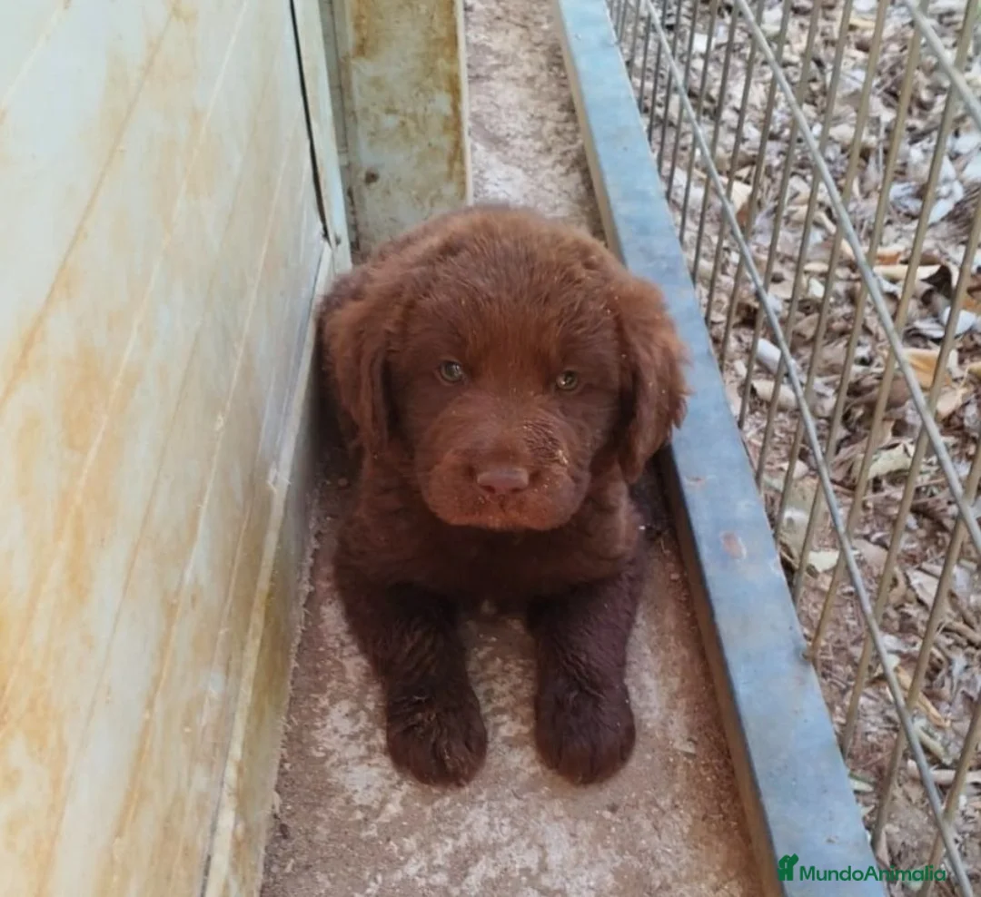 Labrador Retriever perros en venta: Labrador retriever de calidad  - Anuncio 1