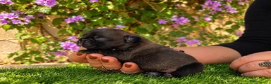 Bulldog Francés 6
